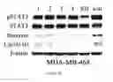 Fig. 21 - γ-AA-peptide STAT3/DNA inhibitors and methods of use