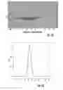 Fig. 02 - Targeted delivery system and methods of use therefor