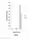 Fig. 03 - Targeted delivery system and methods of use therefor