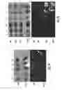 Fig. 10 - Targeted delivery system and methods of use therefor