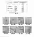 Fig. 32 - Heme peptide materials for anti-inflammatory regenerative nanobiomedicine