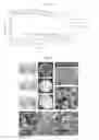 Fig. 08 - Peptide-based synthetic molecules and silica nanostructures