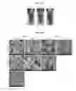 Fig. 09 - Peptide-based synthetic molecules and silica nanostructures