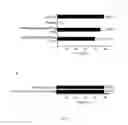 Fig. 11 - Fusion Protein