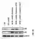 Fig. 04 - CAPSID-MODIFIED RAAV VECTOR COMPOSITIONS HAVING IMPROVED TRANSDUCTION EFFICIENCIES, AND METHODS OF USE
