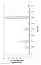Fig. 29 - CAPSID-MODIFIED RAAV VECTOR COMPOSITIONS HAVING IMPROVED TRANSDUCTION EFFICIENCIES, AND METHODS OF USE