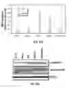 Fig. 30 - CAPSID-MODIFIED RAAV VECTOR COMPOSITIONS HAVING IMPROVED TRANSDUCTION EFFICIENCIES, AND METHODS OF USE