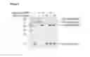 Fig. 04 - Methods and products for fusion protein synthesis