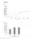 Fig. 06 - Methods and products for fusion protein synthesis
