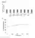 Fig. 07 - Methods and products for fusion protein synthesis