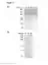 Fig. 12 - Methods and products for fusion protein synthesis