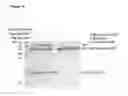 Fig. 15 - Methods and products for fusion protein synthesis