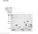 Fig. 19 - Methods and products for fusion protein synthesis