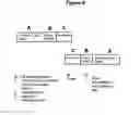 Fig. 10 - Compositions and methods for treatment of pain