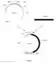 Fig. 02 - Herbicide-resistant protein, encoding gene and use thereof