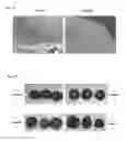 Fig. 10 - Isolated polypeptides and polynucleotides encoding same for generating plants with increased cuticlar water permeability