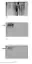 Fig. 12 - NOVEL PROTEINS AND DETECTION METHODS