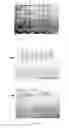 Fig. 14 - NOVEL PROTEINS AND DETECTION METHODS