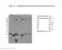 Fig. 06 - Compositions and methods of use for recombinant human secretoglobins