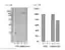 Fig. 31 - Extended recombinant polypeptides and compositions comprising same