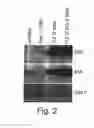 Fig. 03 - BH3 peptides and methods of use thereof