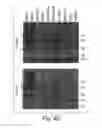 Fig. 06 - BH3 peptides and methods of use thereof