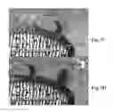 Fig. 12 - BH3 peptides and methods of use thereof