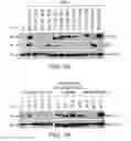 Fig. 02 - EPHA3 and multi-valent targeting of tumors