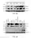 Fig. 06 - EPHA3 and multi-valent targeting of tumors