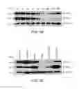 Fig. 09 - EPHA3 and multi-valent targeting of tumors