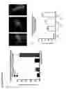 Fig. 16 - Modified monocytes/macrophage expressing chimeric antigen receptors and uses thereof