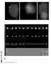 Fig. 28 - Modified monocytes/macrophage expressing chimeric antigen receptors and uses thereof