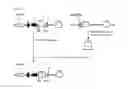 Fig. 10 - Human serum albumin mutant