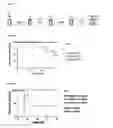 Fig. 04 - Tetra-specific, octameric binding agents and antibodies against toxin A and toxin B for treatment of  infection