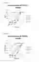 Fig. 12 - Tetra-specific, octameric binding agents and antibodies against toxin A and toxin B for treatment of  infection