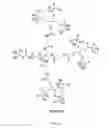 Fig. 28 - Dual PDGF/VEGF antagonists