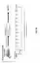 Fig. 30 - Polynucleotides encoding anti-CXCL13 antibodies