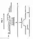 Fig. 08 - Methods of making heavy chain only antibodies using transgenic animals