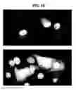 Fig. 19 - Methods of making heavy chain only antibodies using transgenic animals