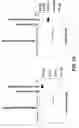 Fig. 20 - Methods of making heavy chain only antibodies using transgenic animals