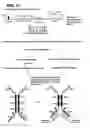 Fig. 26 - Methods of making heavy chain only antibodies using transgenic animals