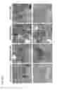 Fig. 18 - P2X7 receptor antagonists and agonists