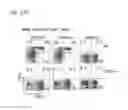 Fig. 22 - P2X7 receptor antagonists and agonists