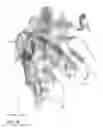 Fig. 04 - Anti-siglec-7 antibodies and methods of use thereof