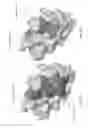 Fig. 05 - Anti-siglec-7 antibodies and methods of use thereof