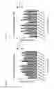 Fig. 159 - Anti-PVRIG antibodies and methods of use
