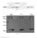 Fig. 08 - Antibody to human and mouse SEMA3A and use thereof
