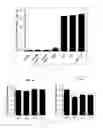 Fig. 10 - Antibody to human and mouse SEMA3A and use thereof