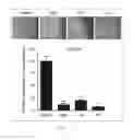 Fig. 12 - Antibody to human and mouse SEMA3A and use thereof