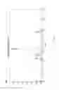 Fig. 16 - Antibody to human and mouse SEMA3A and use thereof